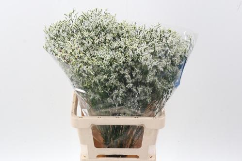 Limonium sinensis Clear Diamond
