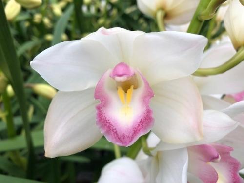 Cymbidium mini 'Earliflor'