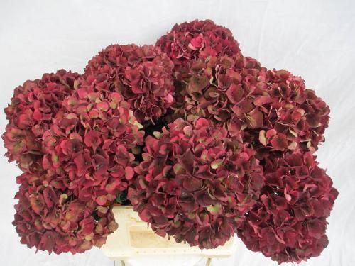 Hydrangea macrophylla Magical Rubyred (classic)