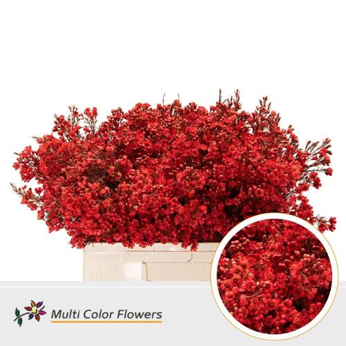 Chamelaucium kleurbehandeld H%