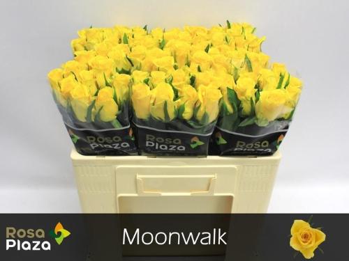 Rosa grootbloemig Moonwalk
