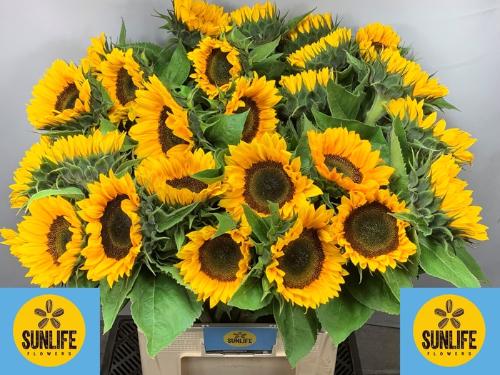 Helianthus annuus 'Sunrich Orange'