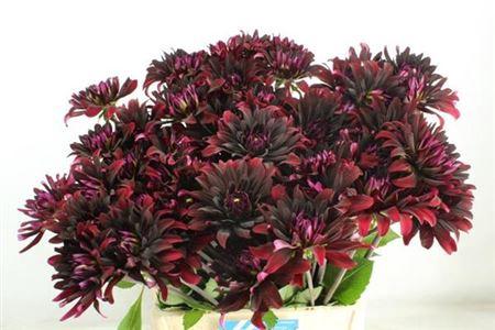 Dahlia 'Chat Noir'