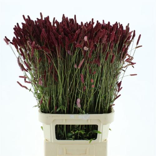 Sanguisorba 'Blackthorn'