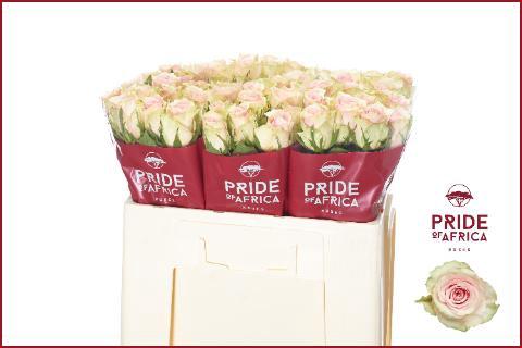 Rosa grootbloemig Pink Athena