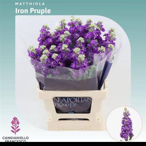 Matthiola incana 'Iron Purple'