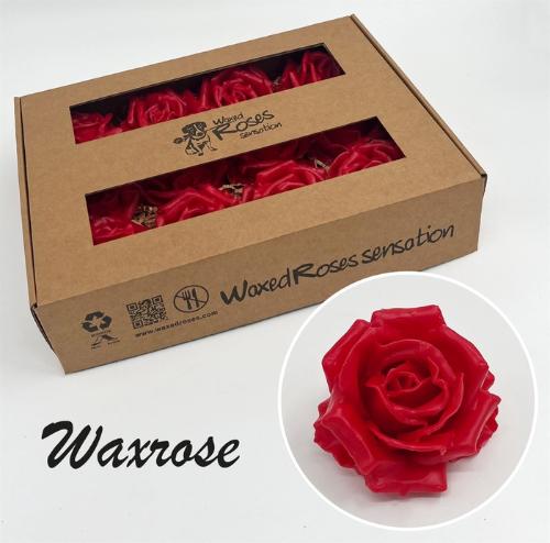 Rosa grootbloemig gewaxt H%