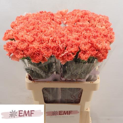 Dianthus standaard Tamarind