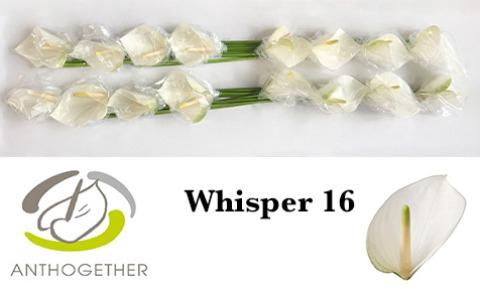 Anthurium Andreanum Grp Whisper