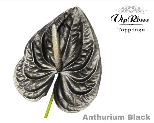 Anthurium Andreanum Grp kleurbehandeld H%