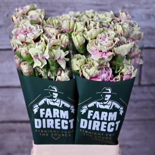 Dianthus standaard 'Antigua'