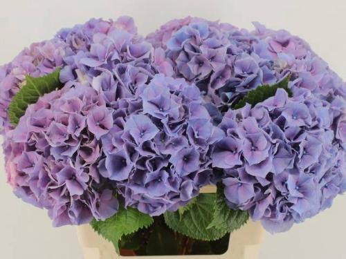 Hydrangea macrophylla Cassanova