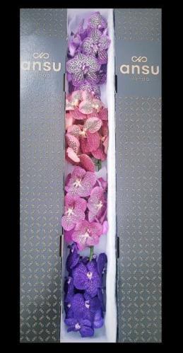 Vanda per tak gemengd