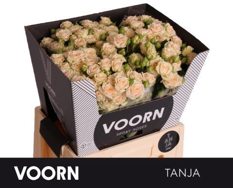 Rosa tros Tanja