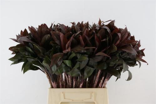Dracaena fragrans Compacta Grp 'Compacta'