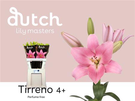 Lilium (LA-hybrids Grp) 'Tirreno'