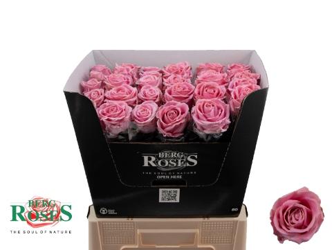Rosa grootbloemig gewaxt H%