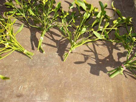 Viscum album per kilo