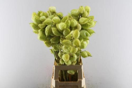 Siervruchten per tak Gomphocarpus fruticosus 'Moby Dick'