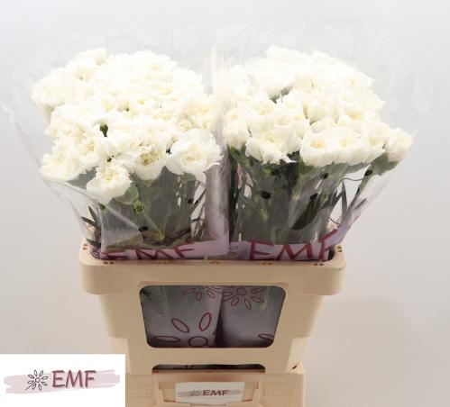 Dianthus standaard Everest