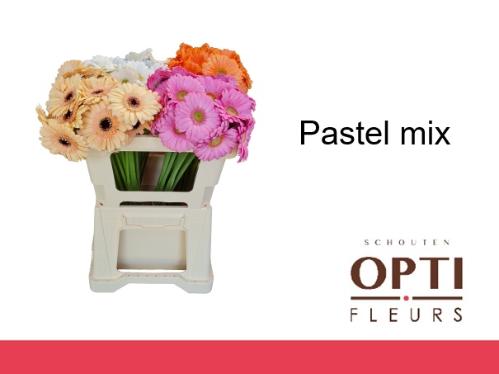 Gerbera mini gemengd