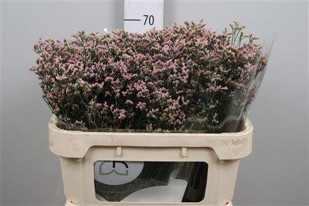 Limonium sinensis Blush Diamond