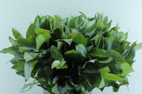 Eucalyptus robusta