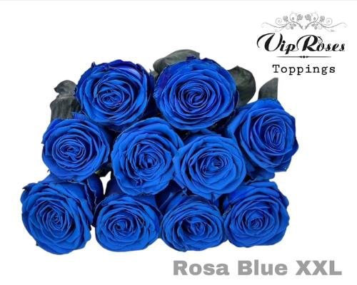 Rosa grootbloemig kleurbehandeld H%