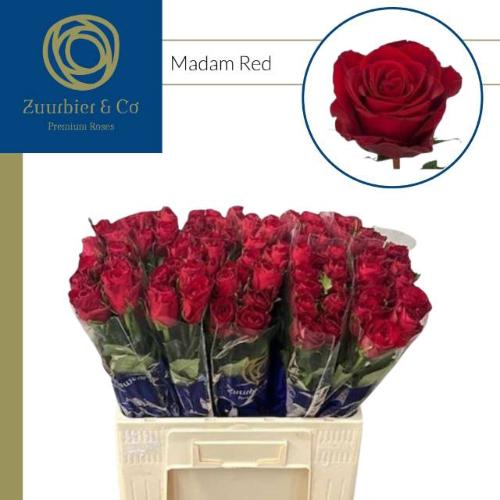 Rosa grootbloemig Madam Red