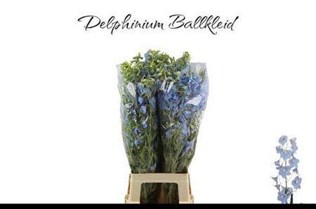 Delphinium Belladonna Grp enkelbloemig 'Ballkleid'