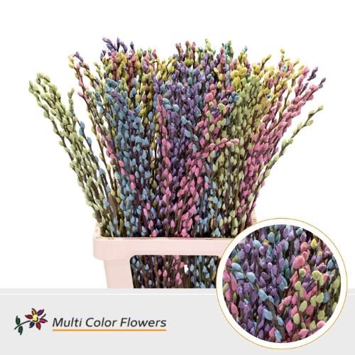 Salix caprea 'Snow Flake' kleurbehandeld H%