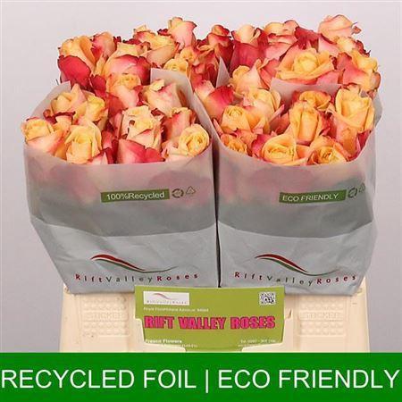 Rosa grootbloemig Pebbles