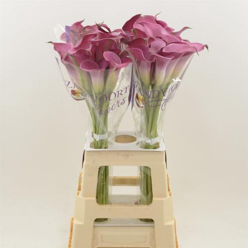 Zantedeschia 'Fantasia'