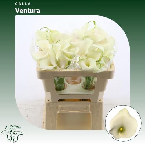 Zantedeschia 'Captain Ventura'