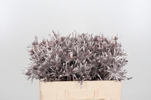 Eryngium planum kleurbehandeld H%