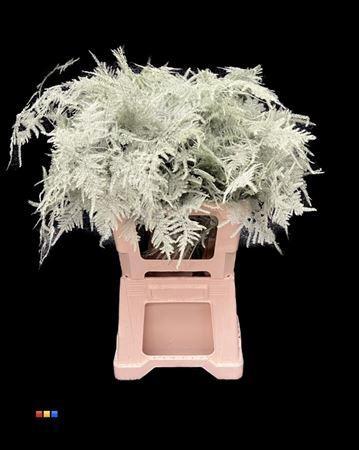 Asparagus overig kleurbehandeld H%