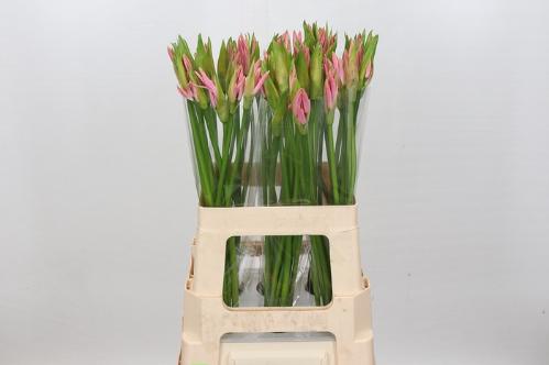 Nerine Bowdenii Grp 'Vesta K'