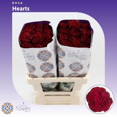 Rosa grootbloemig Hearts