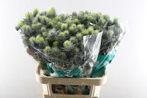 Eryngium Supernova Questar