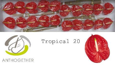 Anthurium Andreanum Grp 'Tropical'