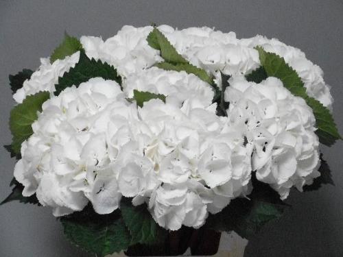Hydrangea macrophylla 'Schneeball'