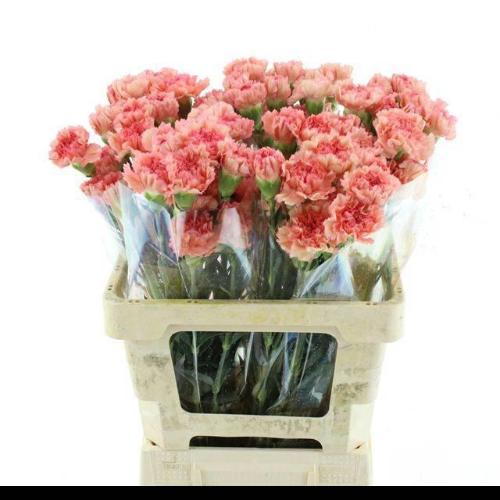 Dianthus standaard 'Atenea Orange'