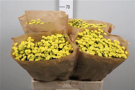 Tanacetum parthenium 'Amazone'