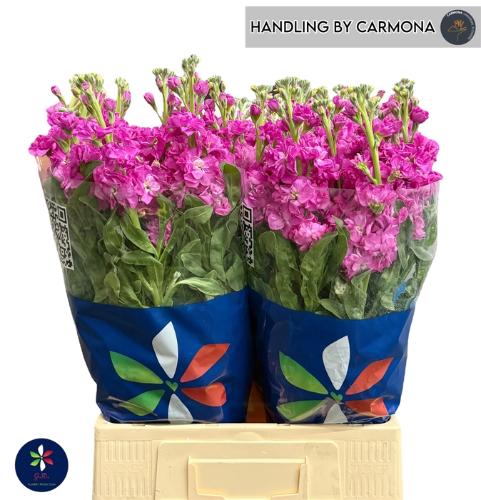 Matthiola incana 'Iron Deep Pink'