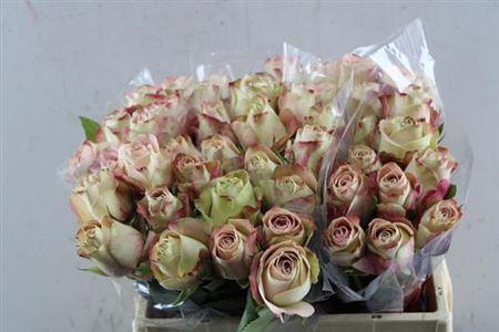 Rosa grootbloemig Upper Secret