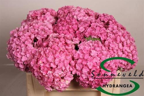 Hydrangea macrophylla Beautensia Luxor (roze)