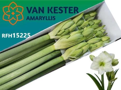 Hippeastrum Galaxy Grp 'White Sensation'