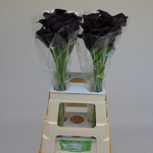 Zantedeschia 'Odessa'