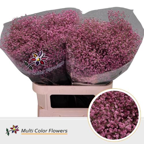 Gypsophila overig kleurbehandeld H%