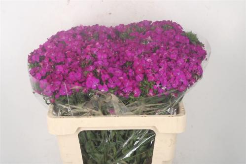 Dianthus barbatus 'Amazon Neon Purple'